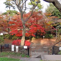 西河原公園の紅葉 狛江市元和泉2-38-1
