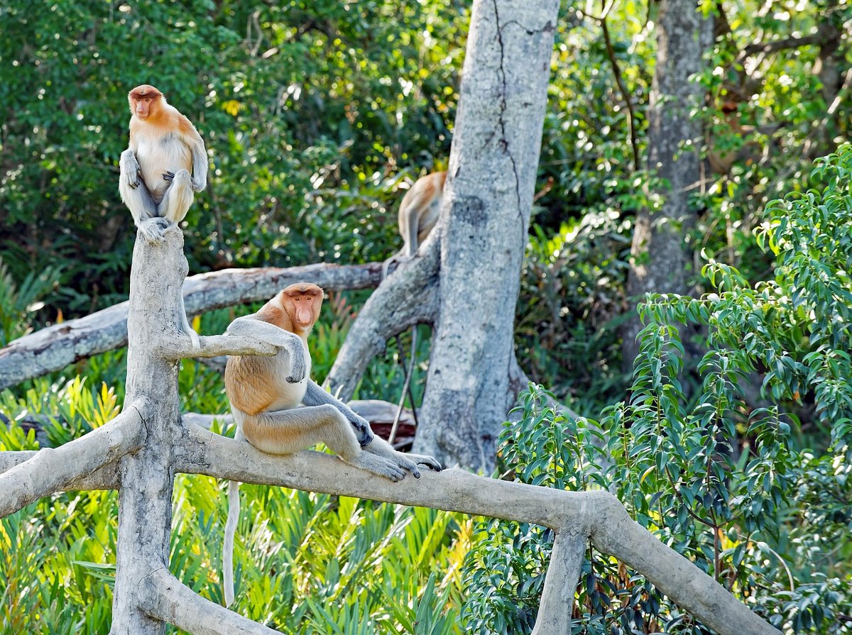 Labuk Bay Proboscis Monkey Sanctuary, Сандакан: лучшие советы перед  посещением - Tripadvisor