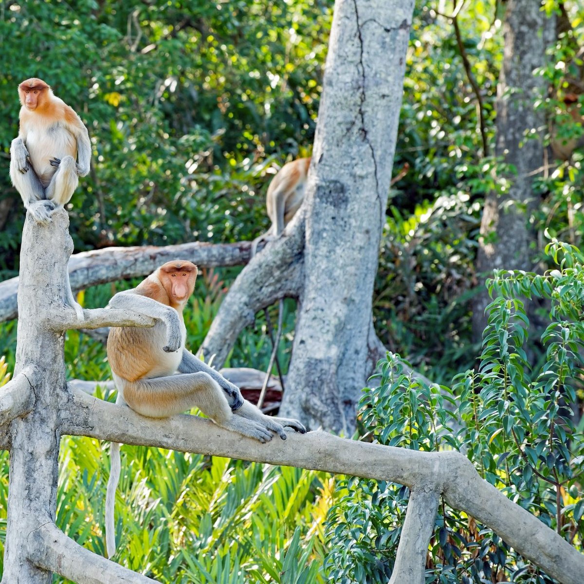 Proboscis Monkeys  New England Primate Conservancy