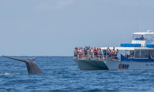 Dana Wharf whale watching