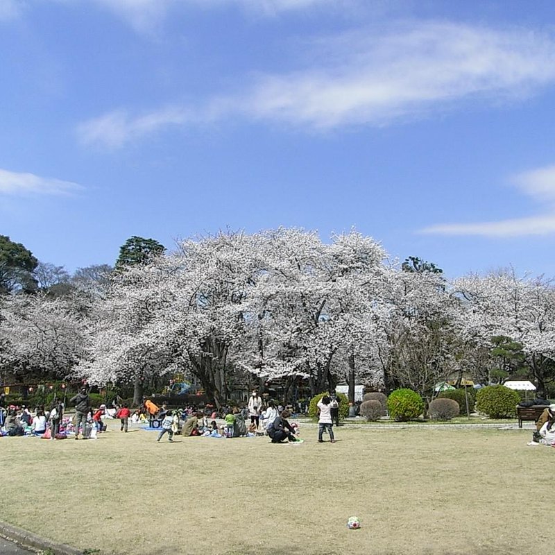 2021年 市川市で絶対外さないおすすめ観光スポットトップ10【定番から穴場まで！】 トリップアドバイザー