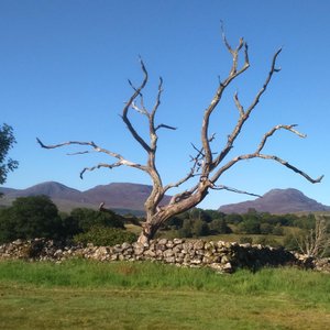The old oak tree