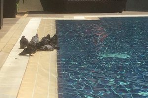 泳池和海滩