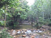 Sungai tua eco forest park