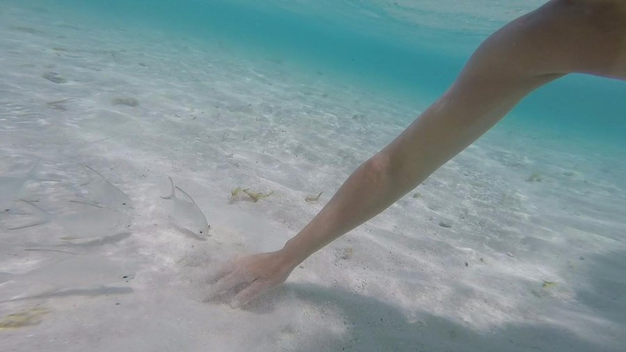 Stir the Sand and the Fish will Follow You