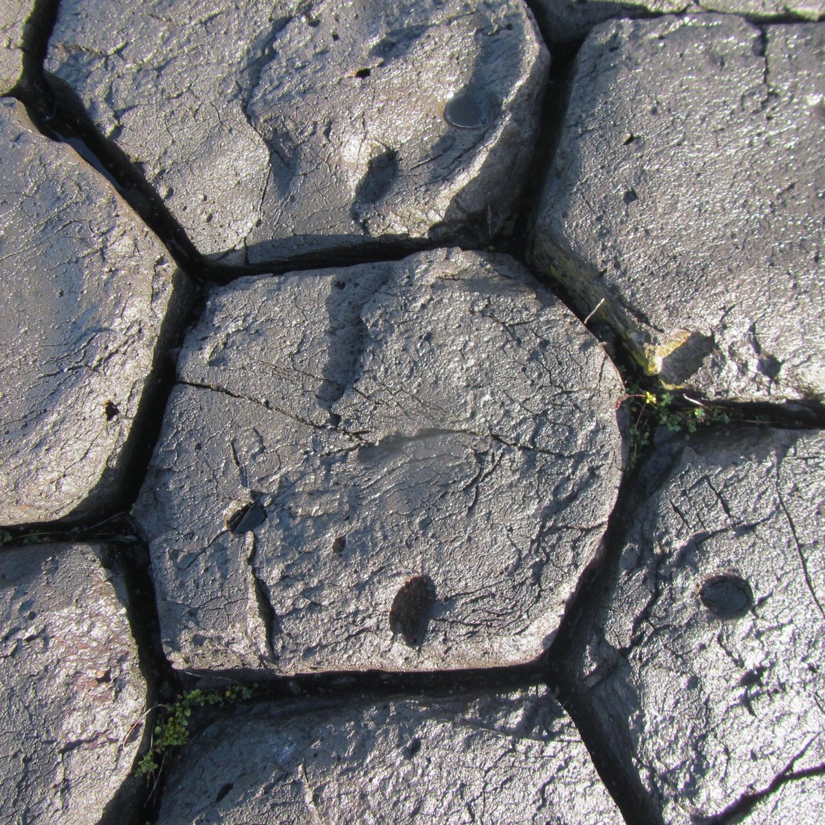 BASALT COLUMNS (Chatham Island (Rekohu)) - All You Need to Know BEFORE ...