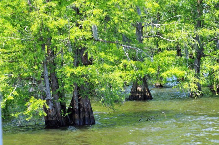 The swamp area at Santee State Park