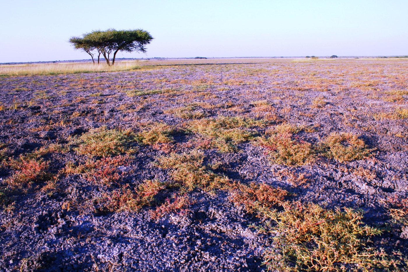 TSABONG ECO-TOURISM CAMEL PARK (Tshabong, Botswana) - foto's en reviews ...