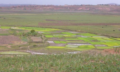 Rice fields close to Mahitsy