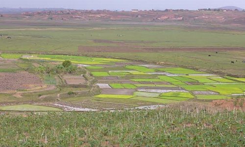Rice fields close to Mahitsy