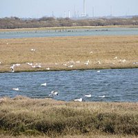 More from the hide