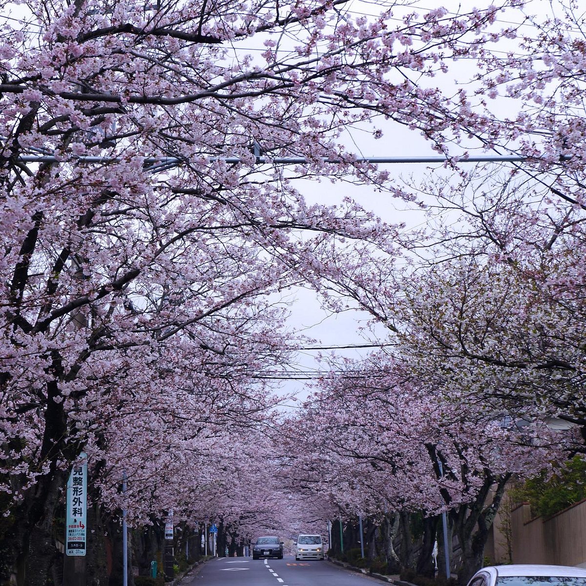 Blossom trees перевод. Сеул Южная Корея Сакура. Корея черри блоссом. Сеул цветение Сакуры. Цветение Сакуры в Южной Корее.