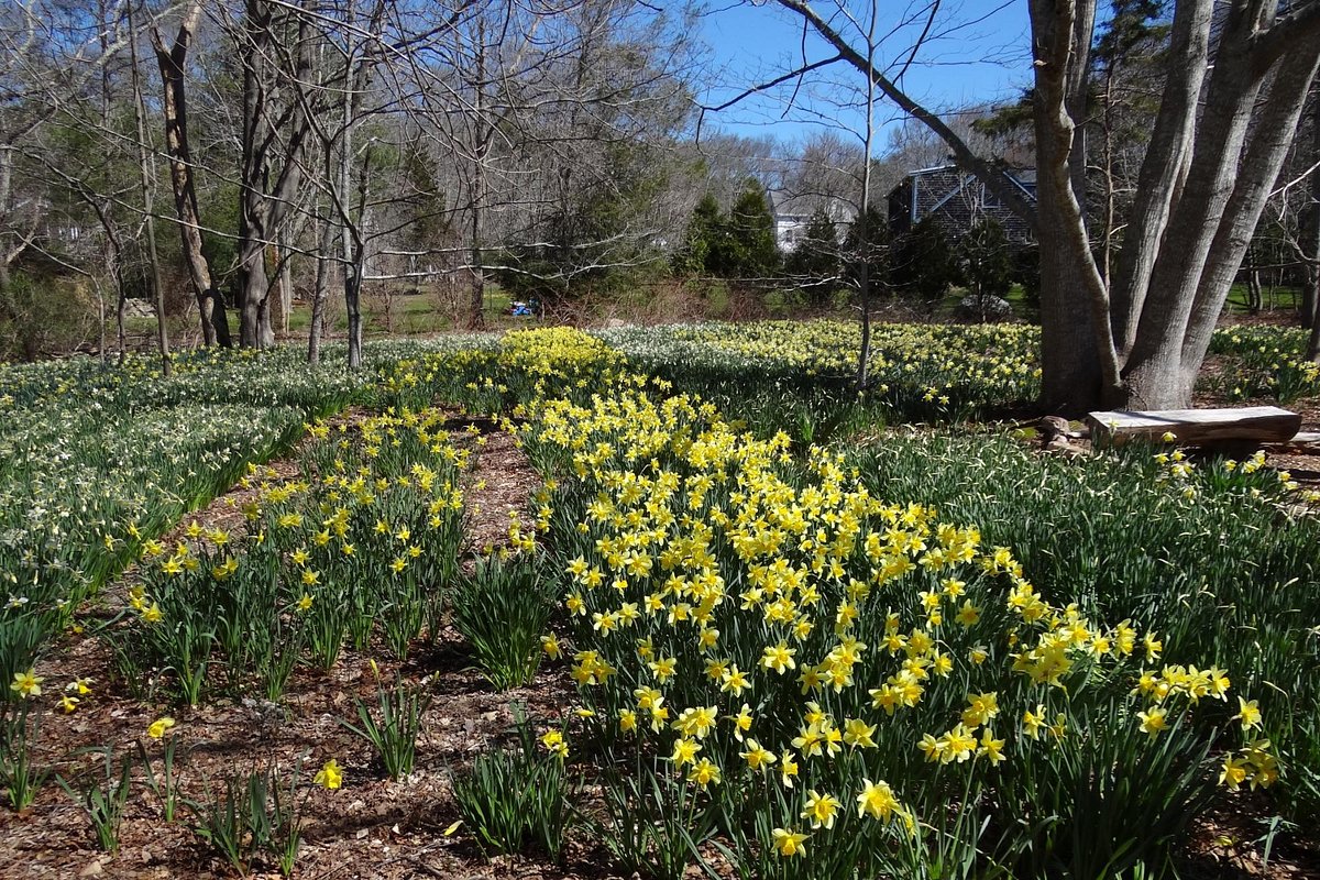Daffodils have reached peak bloom in Massachusetts