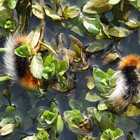 Ranchman's Tiger Moth caterpillars. One of a few locations of the species west of the Cascades.