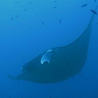 Manta at Manta Scramble
