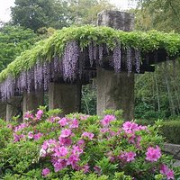 旧河野邸の藤とツツジ