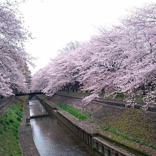 THE 10 BEST Free Things to Do in Suginami Updated 2024 