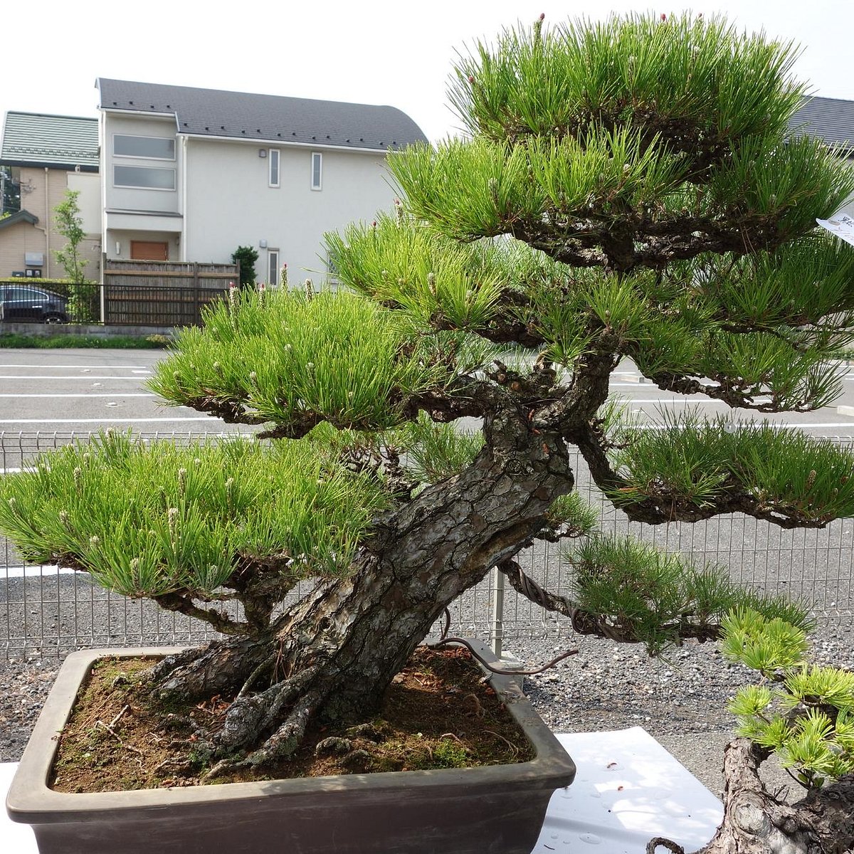 23年 大盆栽まつり 行く前に 見どころをチェック トリップアドバイザー