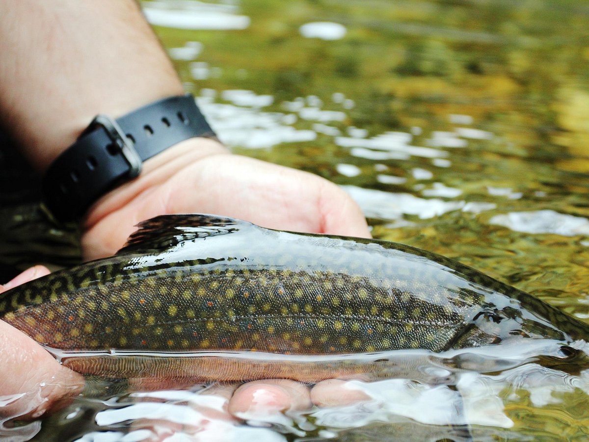 22inch Rainbow Trout! - Picture of Hunter Banks Fly Fishing, Asheville -  Tripadvisor