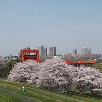 桜の木が意外に多くあります。