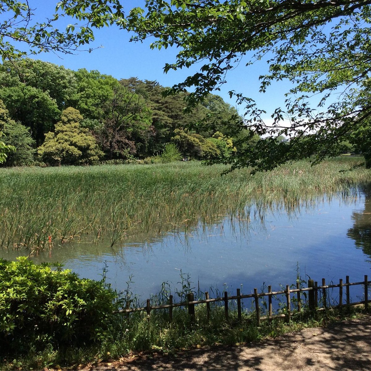 23年 埼玉県営大宮公園 行く前に 見どころをチェック トリップアドバイザー