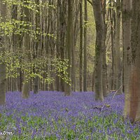 Bluebells at West Woods