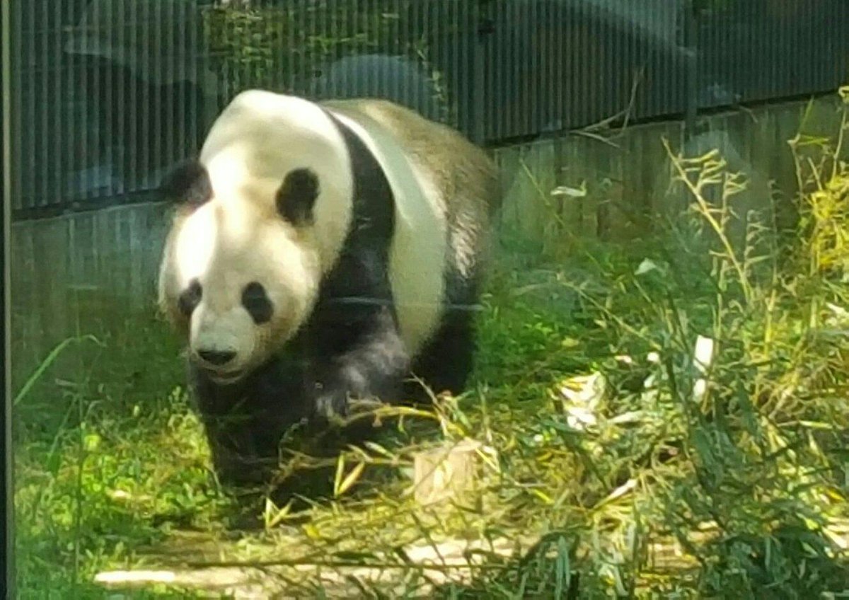 Ueno Zoo, Uenokoen: лучшие советы перед посещением - Tripadvisor