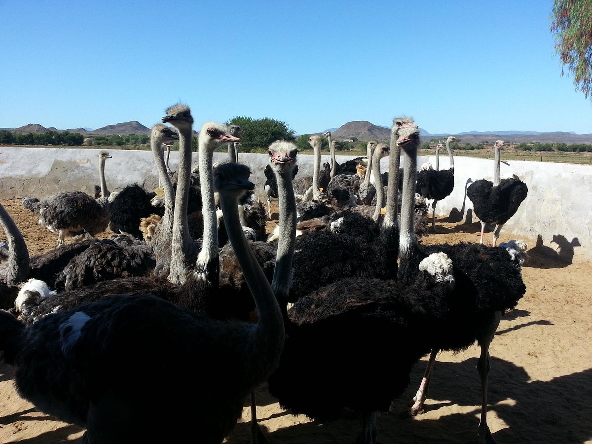 Oudtshoorn Newest Porn - Highgate Ostrich Show Farm (Oudtshoorn): All You Need to Know