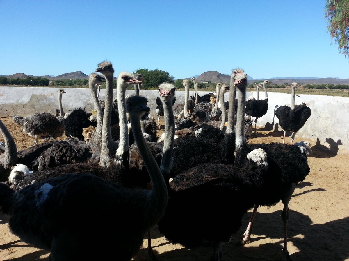 Highgate Ostrich Show Farm, Оудсхорн: лучшие советы перед посещением -  Tripadvisor