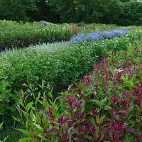 Rows of flowers for the picking!