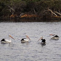 Pelicans in the Wilson Inlet