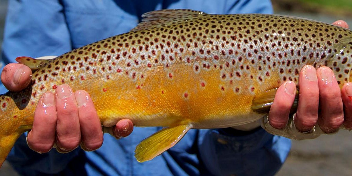 Bozeman Fly Fishing Guide Nick Bacon with Fins and Feathers