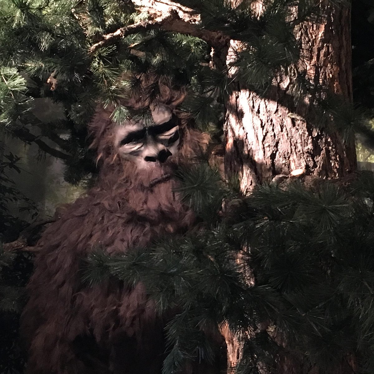 Bigfoot — do you believe? One Colorado museum wants to know