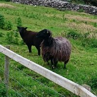 Dingle Sheepdogs Demonstrations & Trials