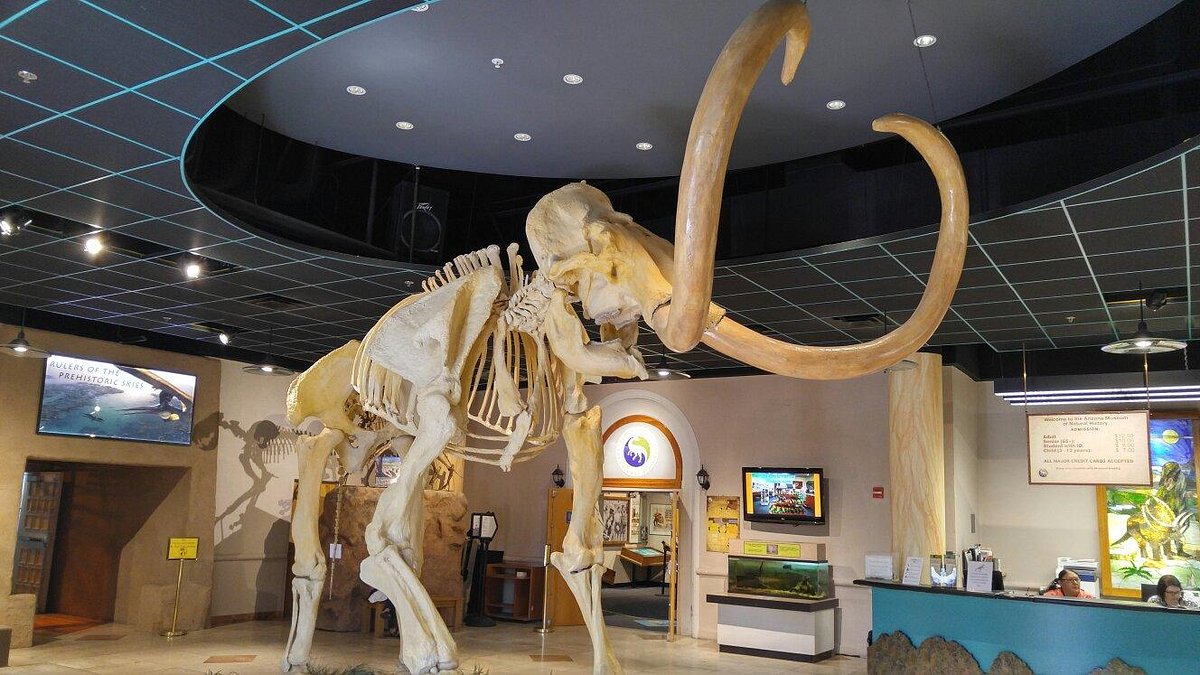Arizona Museum of Natural History (Mesa) - All You Need to Know BEFORE You  Go