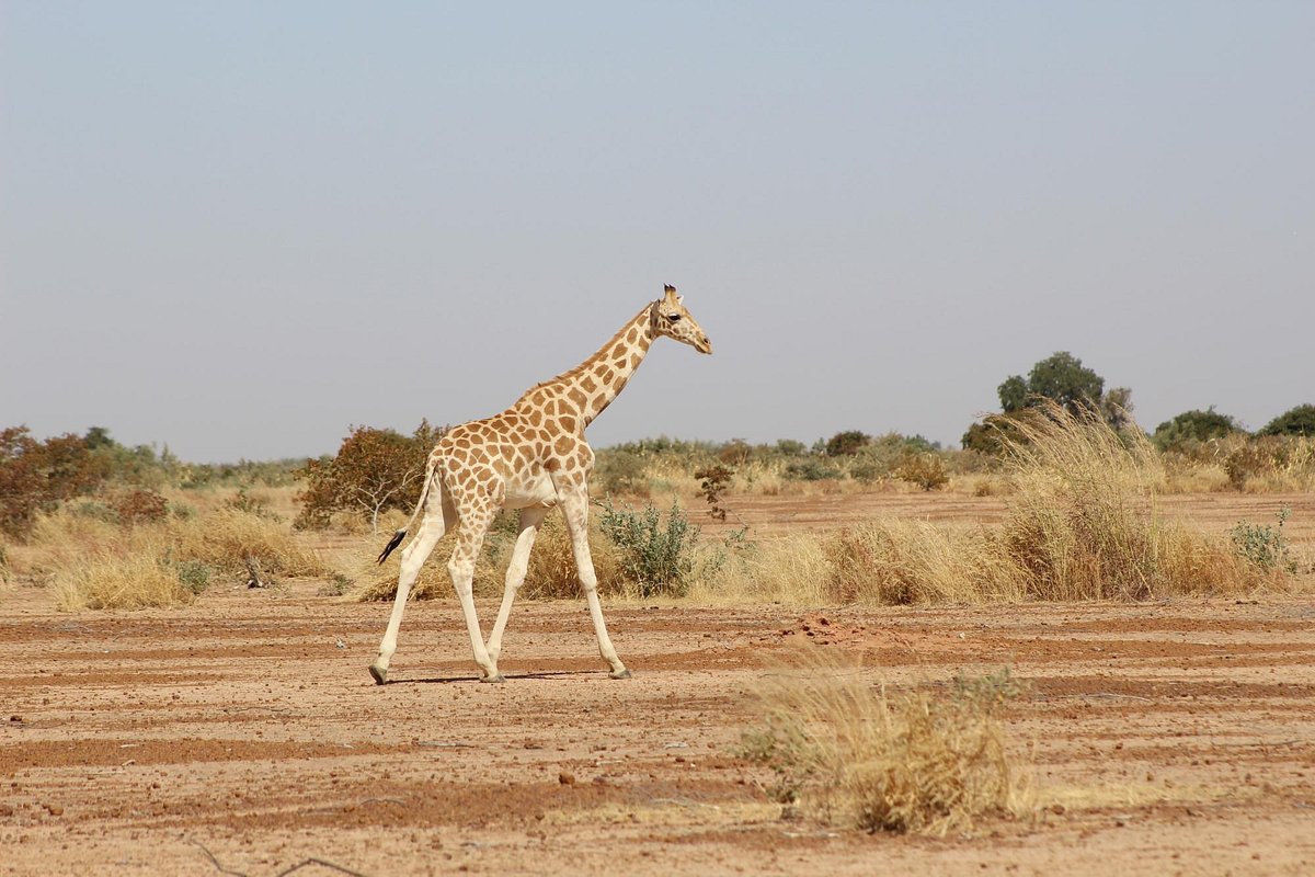 Koure Giraffes