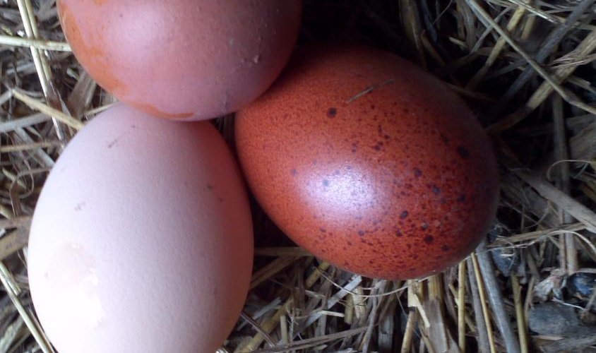 Des bons oeufs bio de la ferme!