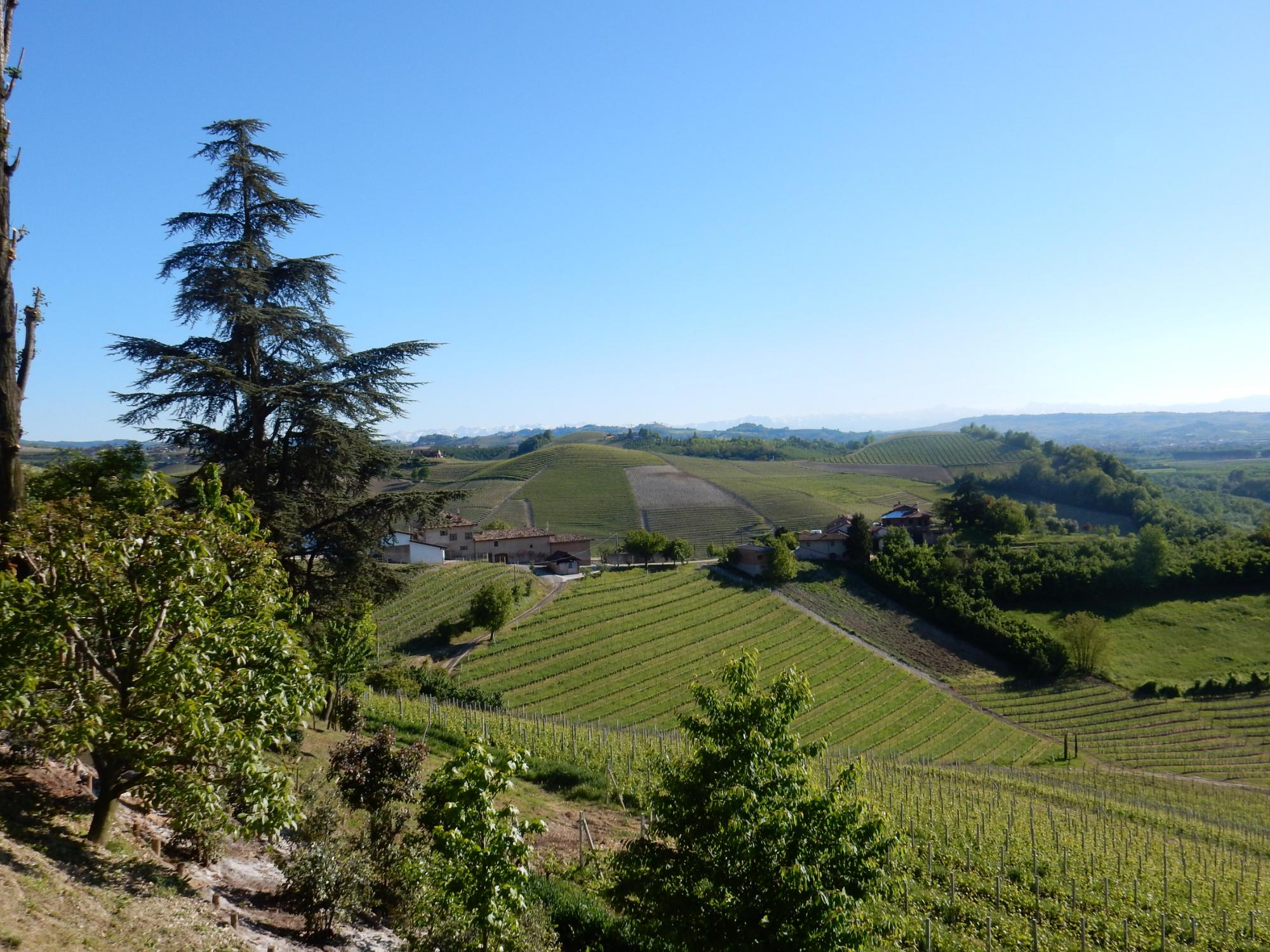 Azienda Vitivinicola Boffa Carlo (Barbaresco, Italia) - Anmeldelser bilde