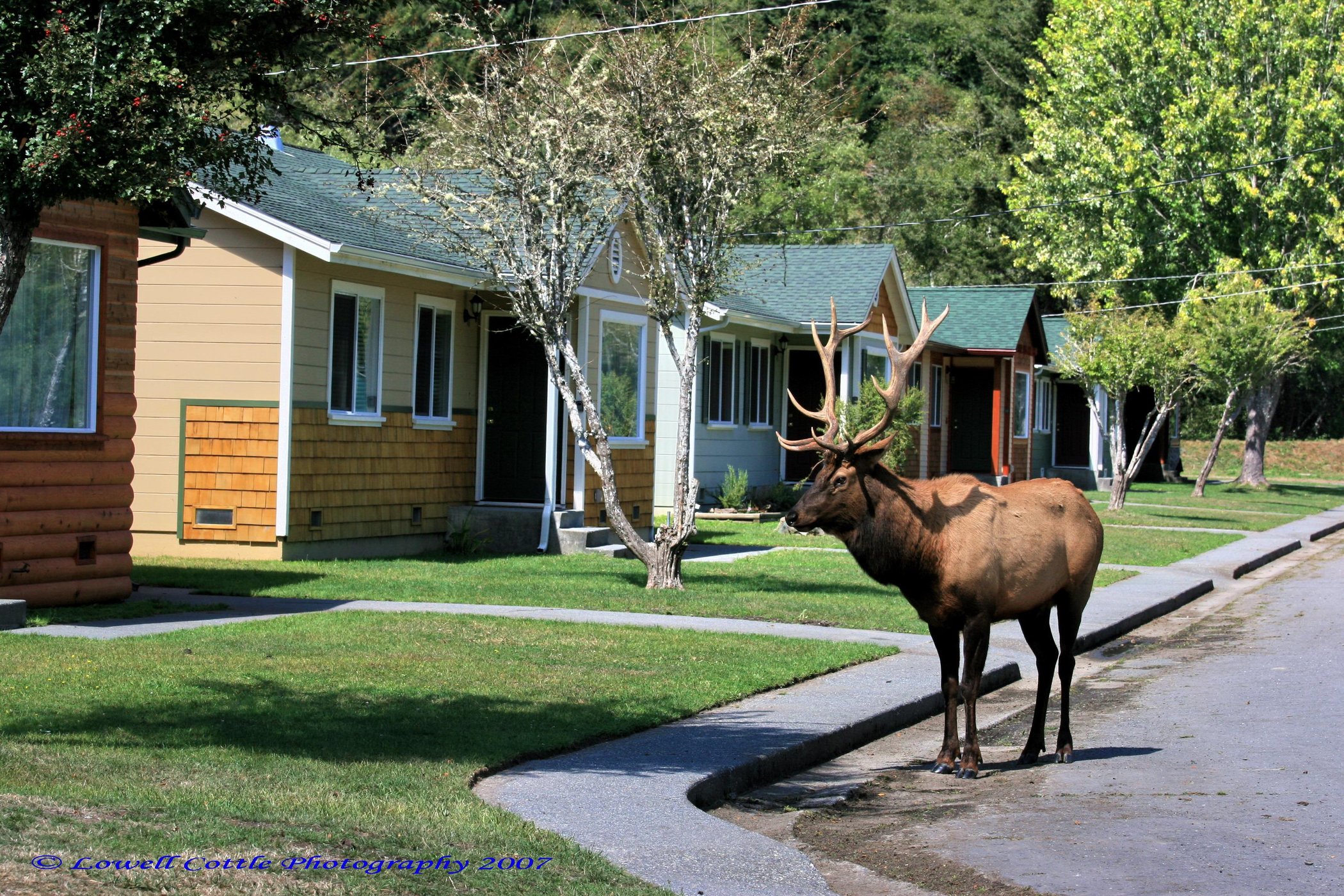 Elk Meadow Cabins by null