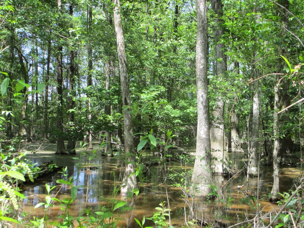 THE 10 BEST Louisiana State Parks (Updated 2024) - Tripadvisor