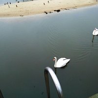 ptactwa nie brakuje