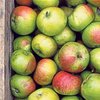 orsonbramleyapples