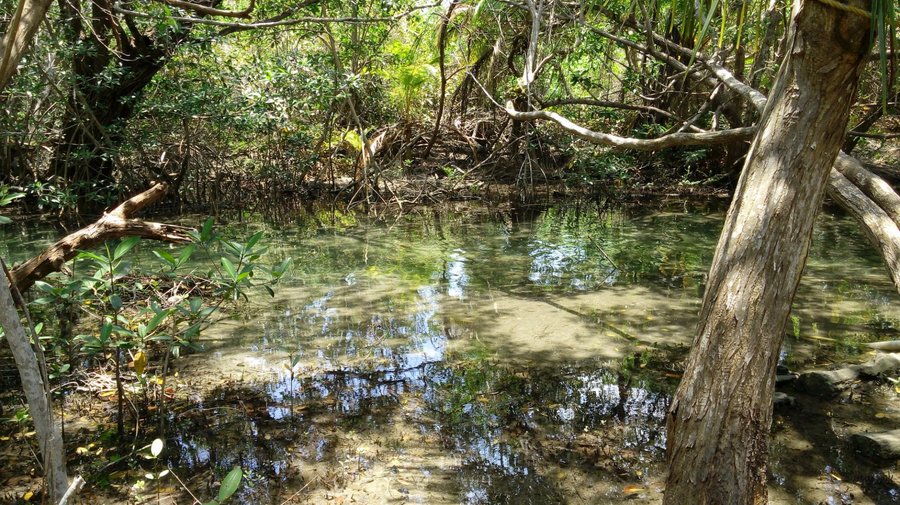 manglar rumbo al cenote,el agua translúcida se pueden observar los peces, no hay moscos