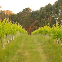 Never-ending vines