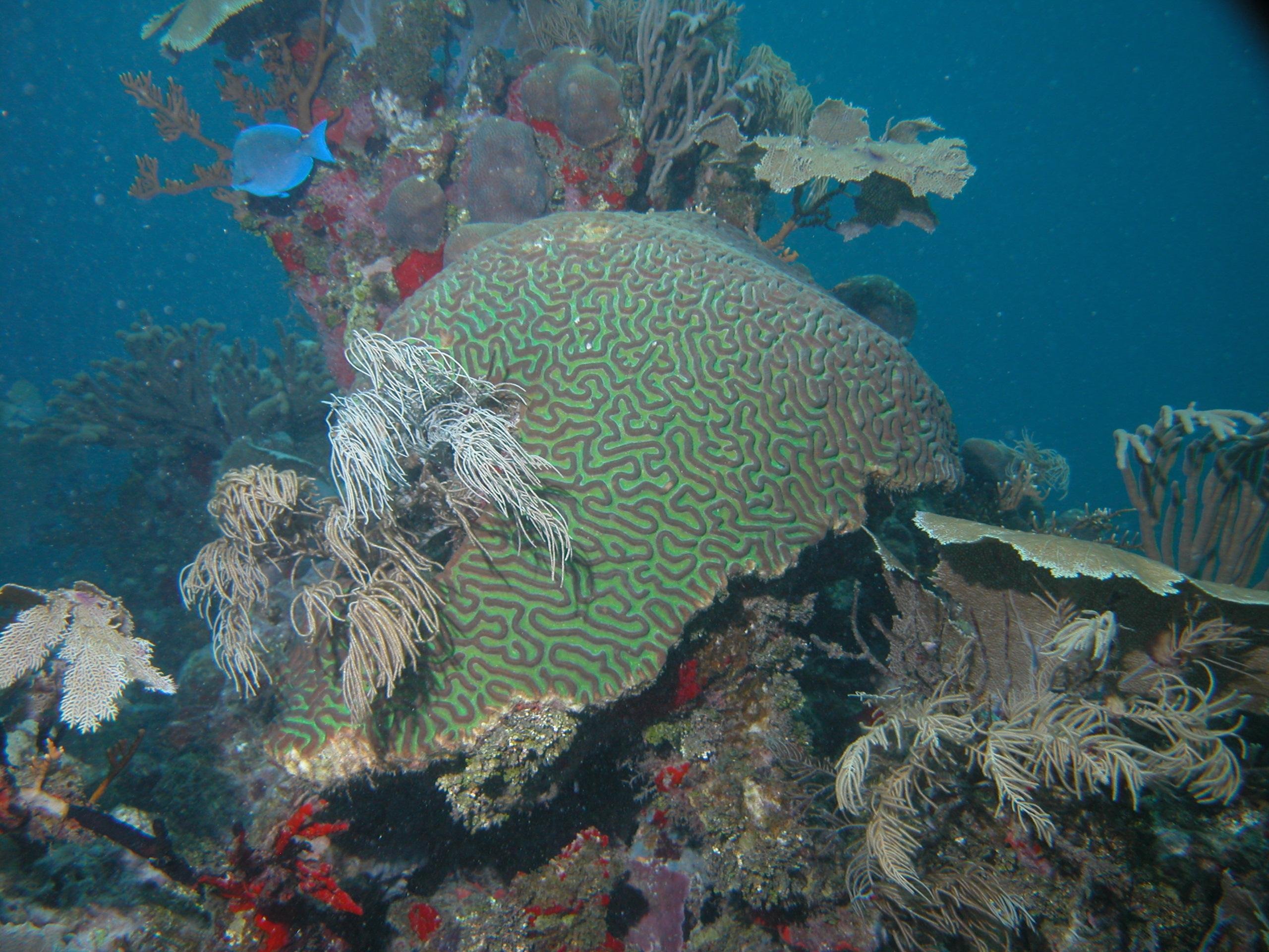 SALTY ENDEAVORS (Cozumel) - 2022 Qué Saber Antes De Ir - Lo Más ...