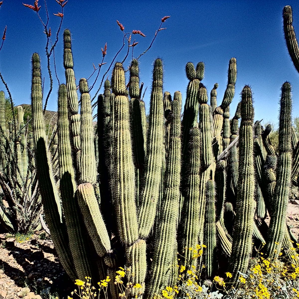 are dogs allowed at sonora arizona desert museum