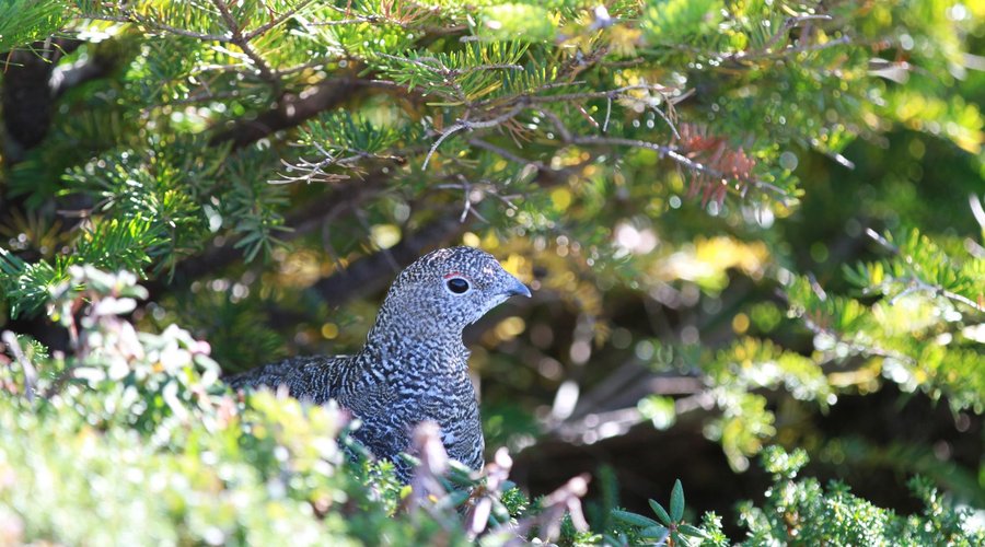 Moorhuhn auf dem Abstieg gesichtet