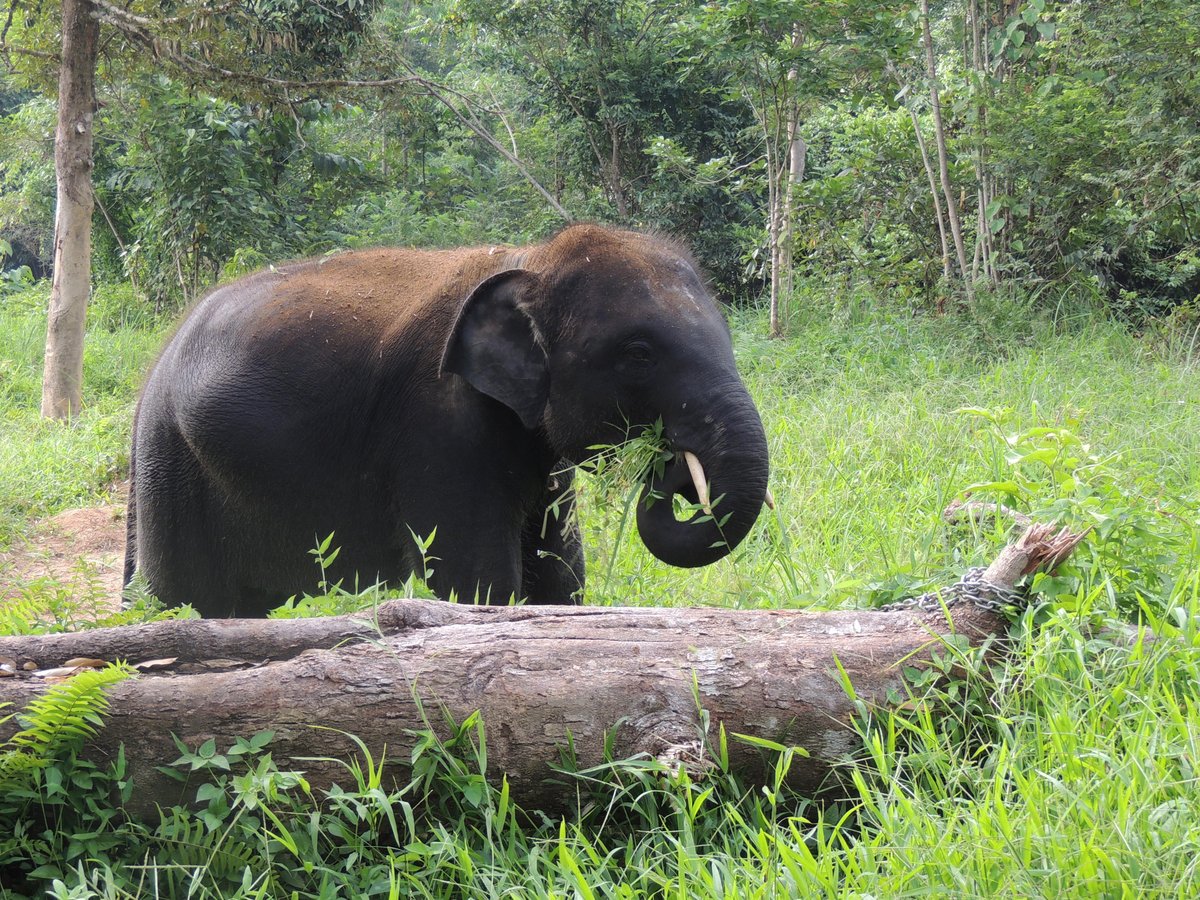 KENYIR ELEPHANT CONSERVATION VILLAGE (Kuala Berang) - All You Need to ...