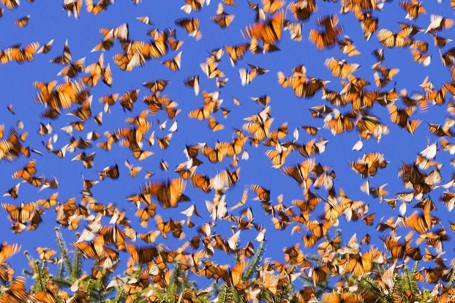 Mariposa Monarca image