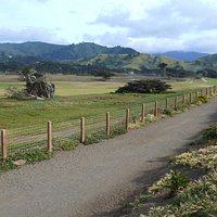Walk down this trail towards Mori Point. The Pacific is maybe 50 feet to the right over the gras